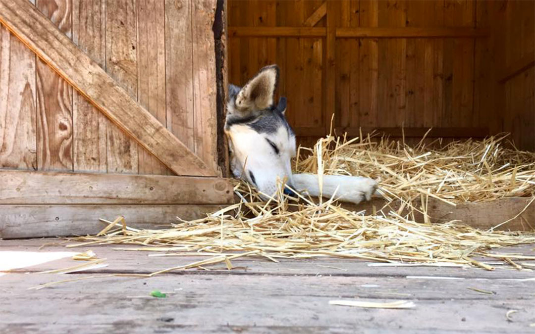A Husky sleeping on straw at Husky Rescue SA